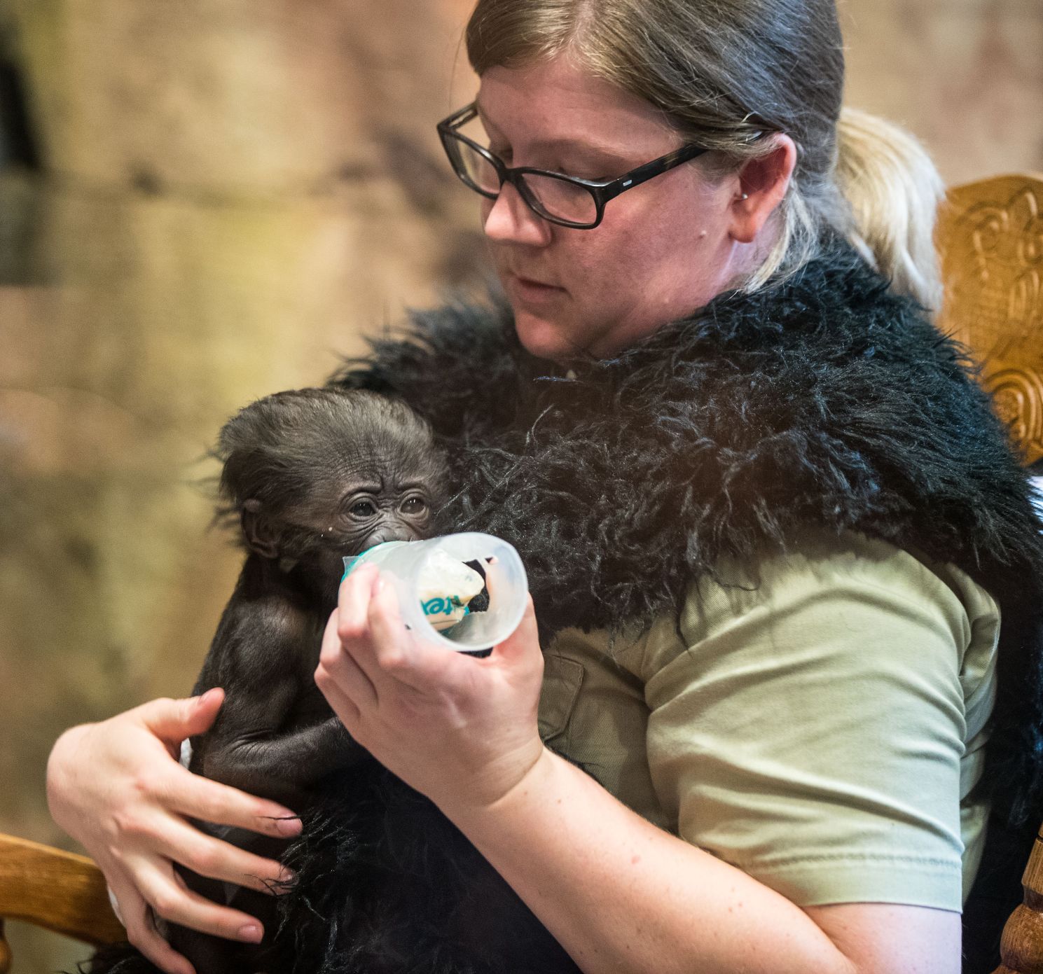 Baby gorilla debuts at Henry Doorly Zoo